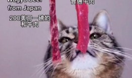 娱乐吃瓜酱小猫被薅起来,薅猫事件背后的真相